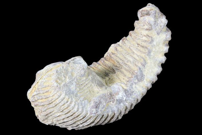 Cretaceous Fossil Oyster (Rastellum) - Madagascar #88472